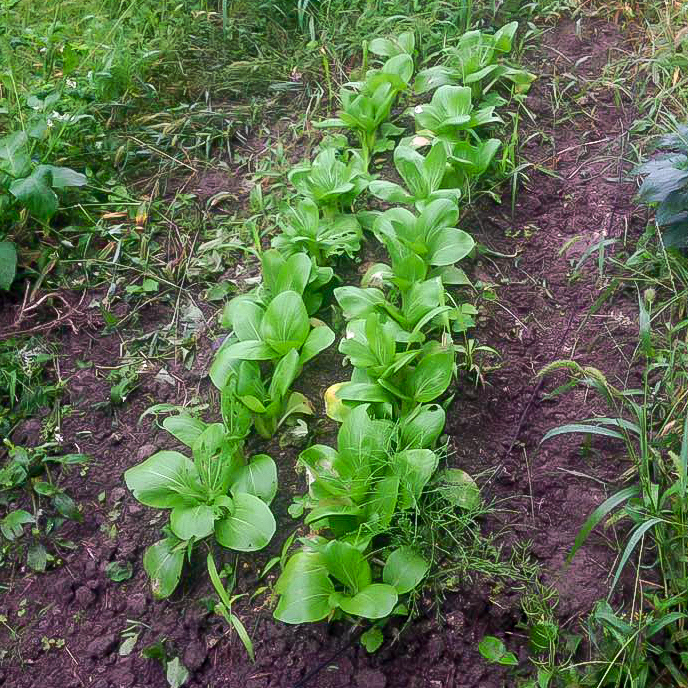畑の野菜