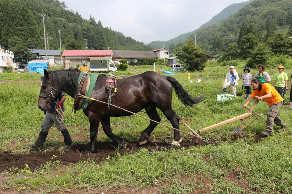 馬で畑を耕す
